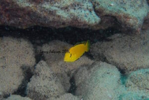 Labidochromis caeruleus 'Mbowe Island' 